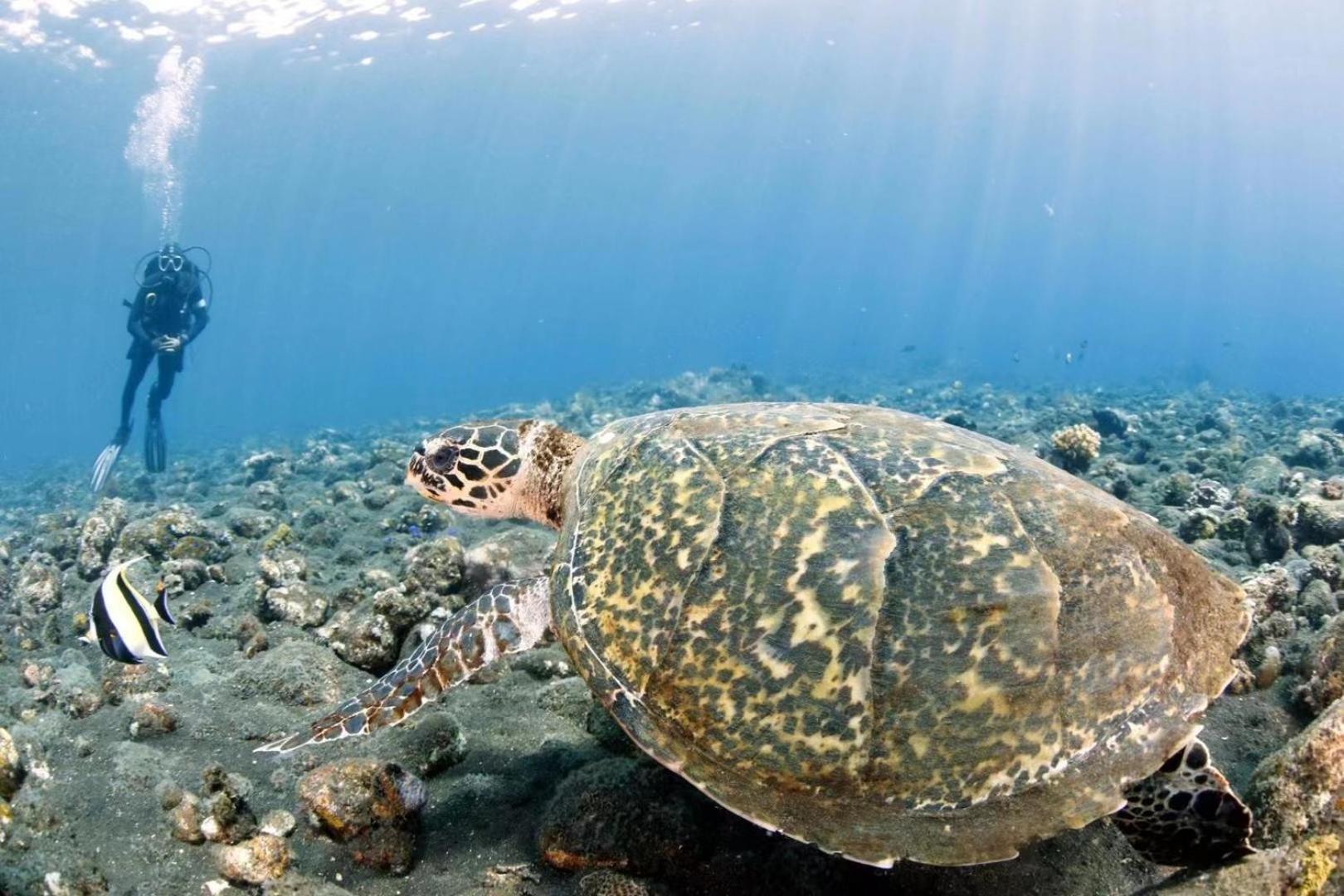 Villa Alba Bali Dive Resort Tulamben Eksteriør billede