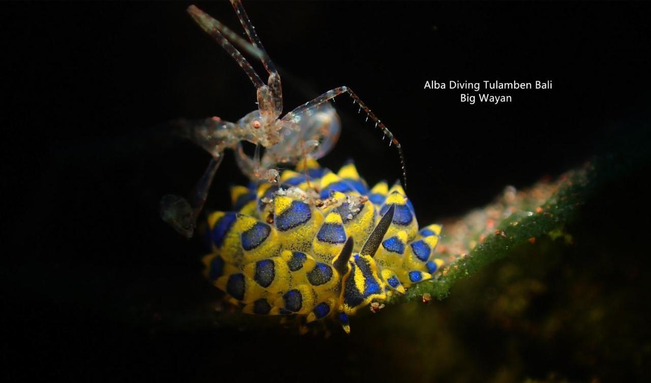 Villa Alba Bali Dive Resort Tulamben Eksteriør billede